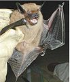 Große Braune Fledermaus (Eptesicus fuscus)