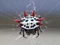 Gasteracantha cancriformis