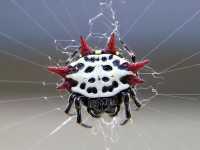 Gasteracantha cancriformis