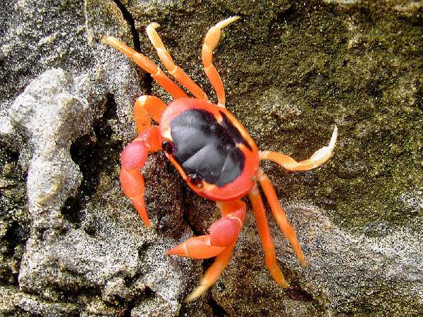 Halloween Krabbe (Gecarcinus lateralis)