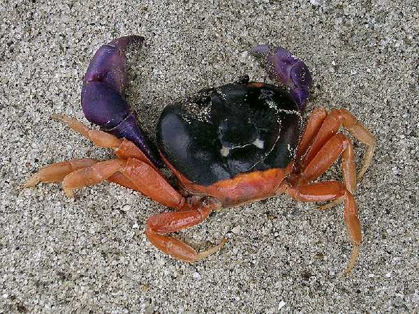 Halloween Krabbe (Gecarcinus quadratus)