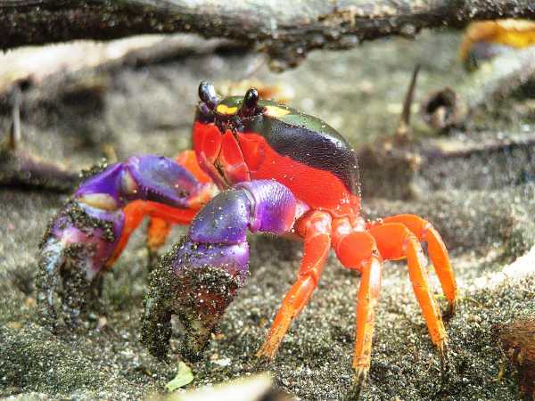 Halloween Krabbe (Gecarcinus quadratus)