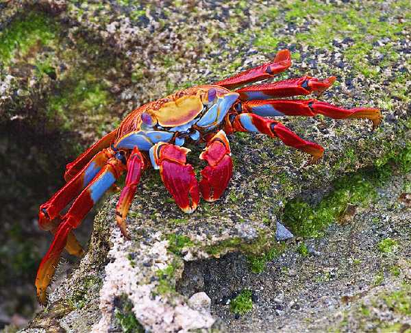Halloween Krabbe (Grapsus grapsus)