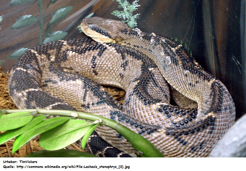 Zentralamerikanischer Buschmeister (Lachesis stenophrys)