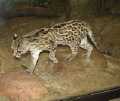 Langschwanzkatze (Leopardus wiedii)