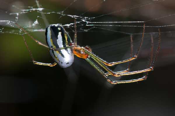 Leucauge argyra