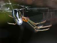 Leucauge argyra