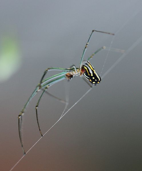 Leucauge venusta