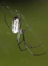 Leucauge venusta