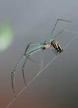 Leucauge venusta