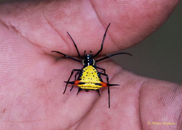 Micrathena schreibersi