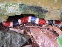 Korallenotter (Micrurus alleni)