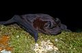 Bonda-Samtfledermaus (Molossus currentium)