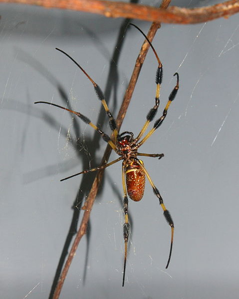 Nephila clavipes