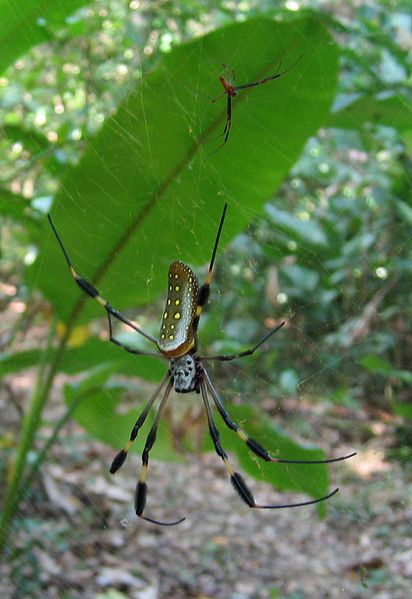 Nephila clavipes