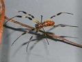 Nephila clavipes<br />(Goldene Seidenspinne)