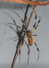 Goldene Seidenspinne (Nephila clavipes)