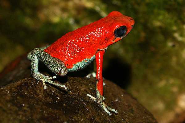 Granulierter Pfeilgiftfrosch (Oophaga granulifera)