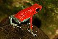 Granulierter Pfeilgiftfrosch (Oophaga granulifera)