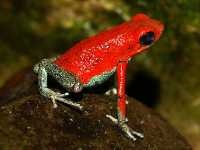 Granulierter Pfeilgiftfrosch (Oophaga granulifera)