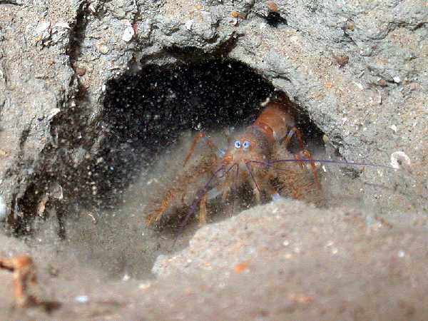 Caribbean furry lobster (Palinurellus gundlachi)