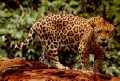 Jaguar (Panthera onca)