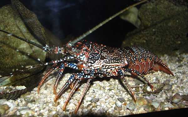 Fleckenlanguste (Panulirus guttatus)