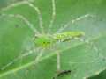 Green Lynx Spider (Peucetia viridans)