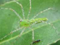 Peucetia viridans