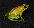 Zweifarb-Blattsteiger (Phyllobates bicolor)