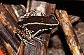 Düsterer Blattsteiger (Phyllobates lugubris)