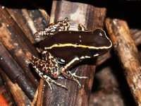 Düsterer Blattsteiger (Phyllobates lugubris)