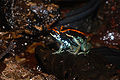 Gestreifter Blattsteiger (Phyllobates vittatus)