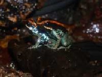 Gestreifter Blattsteiger (Phyllobates vittatus)