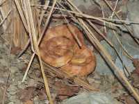 Lansbergs Hakennasen-Lanzenotter (Porthidium lansbergii)