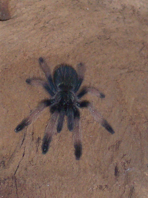 Psalmopoeus pulcher