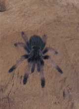 Psalmopoeus pulcher