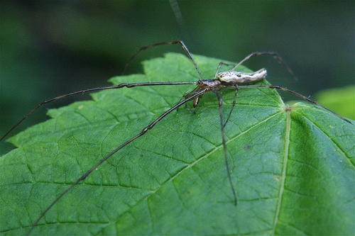 Tetragnatha elongata