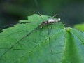 Tetragnatha elongata