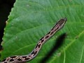 Panamanian dwarf boa (Ungaliophis panamensis)