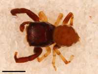 Zygoballus electus