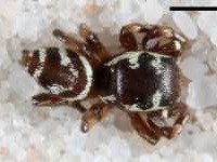 Zygoballus incertus