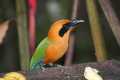 Zimtbrustmotmot (Baryphthengus martii)