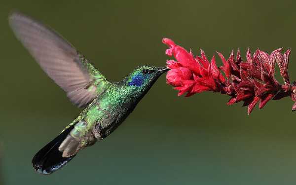 Kleiner Veilchenohrkolibri (Colibri thalassinus)