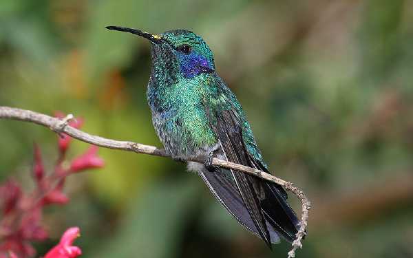 Kleiner Veilchenohrkolibri (Colibri thalassinus)