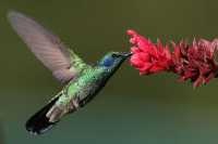 Kleiner Veilchenohrkolibri (Colibri thalassinus)