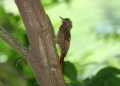 Lohschwingen-Baumsteiger (Dendrocincla anabatina)