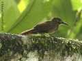 Grauwangen-Baumsteiger (Dendrocincla fuliginosa)