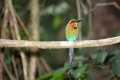 Plattschnabelmotmot (Electron platyrhynchum)