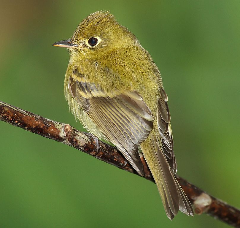 Gilbufertyrann (Empidonax flavescens)